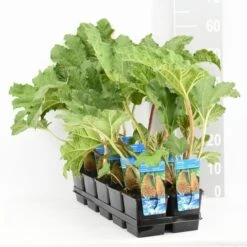 Mammoetblad (Gunnera Manicata) 21 Mammoetblad (Gunnera Manicata) -AOS Hoera Winkel gunnera manicata tl e 11115 p9