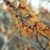 Toverhazelaar (Hamamelis Intermedia 'Jelena')