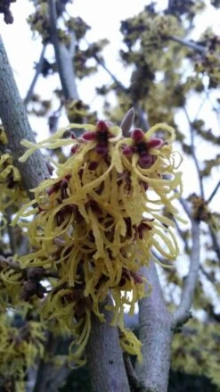 Toverhazelaar (Hamamelis Intermedia 'Arnold Promise') -AOS Hoera Winkel hamamelis arnold promise