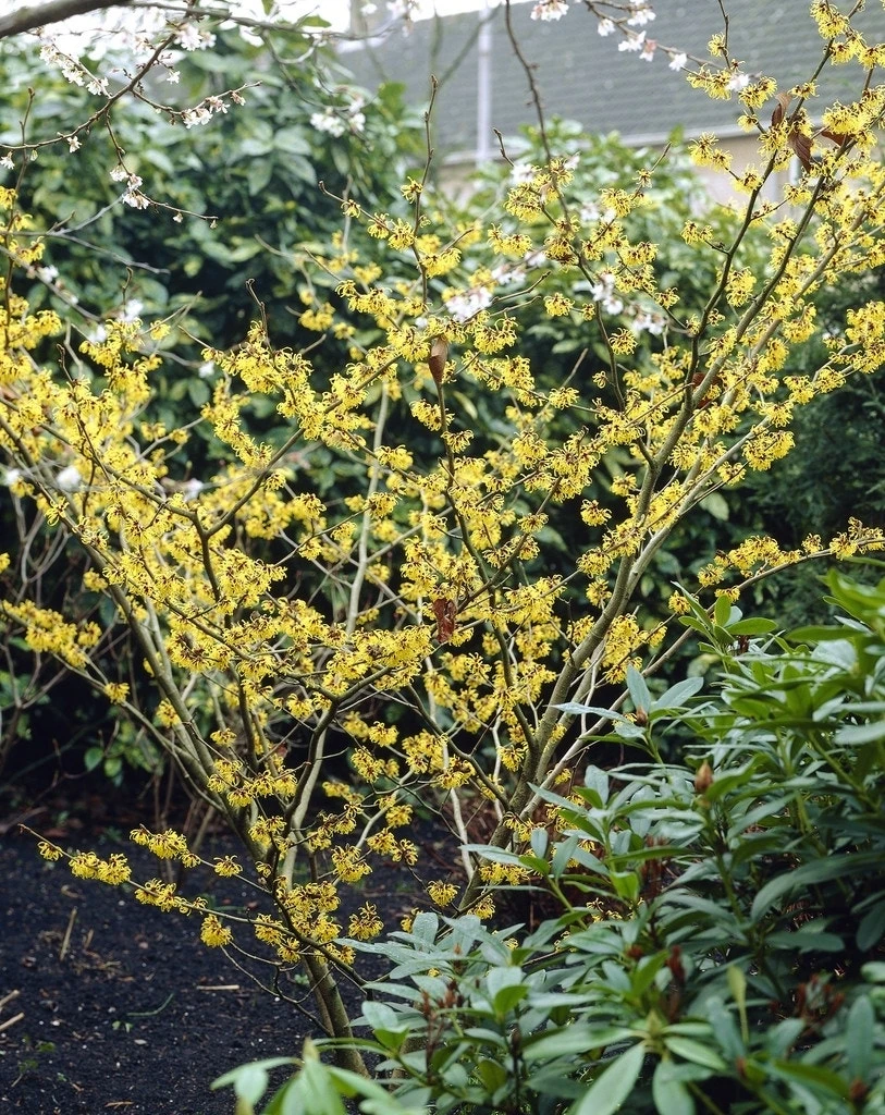 Toverhazelaar (Hamamelis Mollis) 2 Toverhazelaar (Hamamelis Mollis) - Afbeelding 2