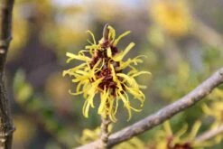 Toverhazelaar (Hamamelis Mollis 'Pallida') 10 Toverhazelaar (Hamamelis Mollis 'Pallida') -AOS Hoera Winkel hamamelis mollis pallida 2