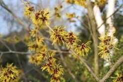 Toverhazelaar (Hamamelis Mollis 'Pallida') -AOS Hoera Winkel hamamelis mollis pallida 3