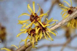 Toverhazelaar (Hamamelis Mollis 'Pallida') 9 Toverhazelaar (Hamamelis Mollis 'Pallida') -AOS Hoera Winkel hamamelis mollis pallida 4 2