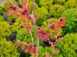 Toverhazelaar (Hamamelis Intermedia 'Ruby Glow') -AOS Hoera Winkel hamamelisrubyglow02a 1