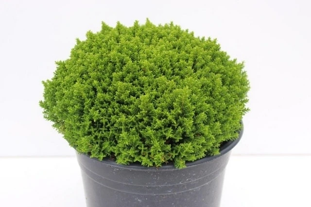 Hebe (Hebe 'Emerald Gem') 1 Hebe (Hebe 'Emerald Gem')