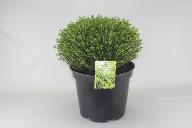 Hebe (Hebe Odora 'New Zealand Gold') 1 Hebe (Hebe Odora 'New Zealand Gold')