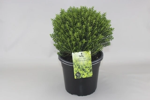 Hebe (Hebe Odora 'New Zealand Gold') 2 Hebe (Hebe Odora 'New Zealand Gold') - Afbeelding 2