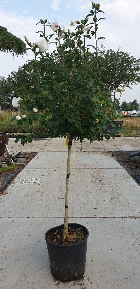 Altheastruik Op Stam (Hibiscus Syriacus 'Red Heart') 2 Altheastruik Op Stam (Hibiscus Syriacus 'Red Heart') - Afbeelding 2