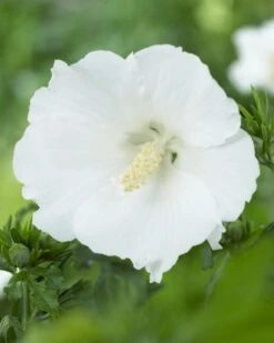 Altheastruik Op Stam (Hibiscus Syriacus 'William R. Smith')