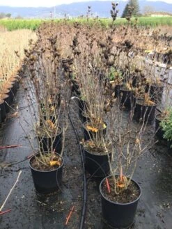 Altheastruik (Hibiscus Syriacus 'Starburst Chiffon') 14 Altheastruik (Hibiscus Syriacus 'Starburst Chiffon') -AOS Hoera Winkel hibiscusstarburstchiffon02