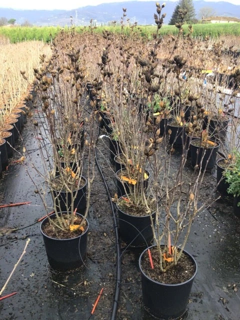 Altheastruik (Hibiscus Syriacus 'Starburst Chiffon') 7 Altheastruik (Hibiscus Syriacus 'Starburst Chiffon') - Afbeelding 7