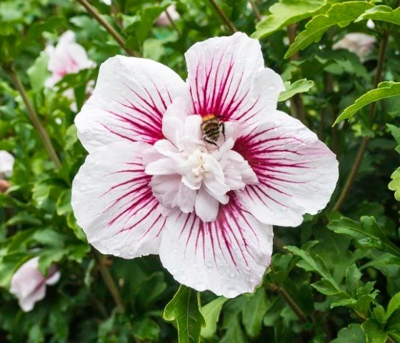 Altheastruik (Hibiscus Syriacus 'Starburst Chiffon') 2 Altheastruik (Hibiscus Syriacus 'Starburst Chiffon') - Afbeelding 2