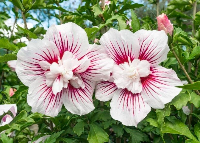 Altheastruik (Hibiscus Syriacus 'Starburst Chiffon') 1 Altheastruik (Hibiscus Syriacus 'Starburst Chiffon')