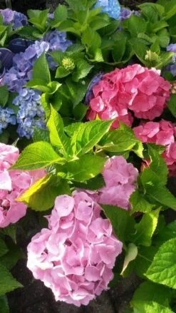 Hortensia (Hydrangea 'Endless Summer' Roze) 7 Hortensia (Hydrangea 'Endless Summer' Roze) -AOS Hoera Winkel hortensia endless summer 2