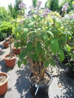 Fluweelhortensia (Hydrangea Aspera 'Macrophylla') -AOS Hoera Winkel hydrangea aspera macrophylla 125 150 175 c50