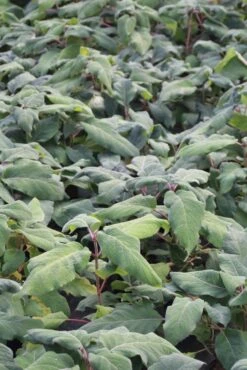 Fluweelhortensia (Hydrangea Aspera 'Macrophylla') -AOS Hoera Winkel hydrangea aspera macrophylla 1