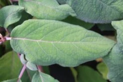 Fluweelhortensia (Hydrangea Aspera 'Macrophylla') -AOS Hoera Winkel hydrangea aspera macrophylla 2