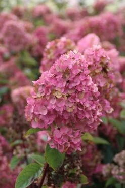 Pluimhortensia (Hydrangea Paniculata 'Sundae Fraise') -AOS Hoera Winkel hydrangea pan sundae fraise 2 2.5 frank elst
