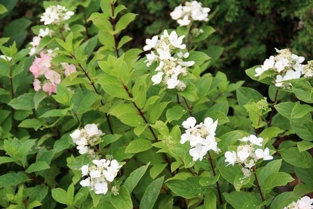 Pluimhortensia (Hydrangea Paniculata 'Dart's Little Dot') 5 Pluimhortensia (Hydrangea Paniculata 'Dart's Little Dot') - Afbeelding 5