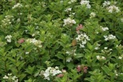 Pluimhortensia (Hydrangea Paniculata 'Dart's Little Dot') 21 Pluimhortensia (Hydrangea Paniculata 'Dart's Little Dot') -AOS Hoera Winkel hydrangea paniculata darts little dot 7