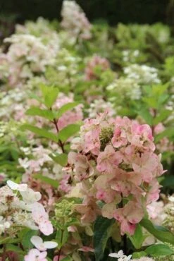Pluimhortensia (Hydrangea Paniculata 'Unique') 13 Pluimhortensia (Hydrangea Paniculata 'Unique') -AOS Hoera Winkel hydrangea paniculata unique 1