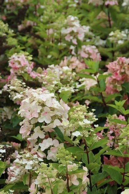 Pluimhortensia (Hydrangea Paniculata 'Unique') 8 Pluimhortensia (Hydrangea Paniculata 'Unique') - Afbeelding 8