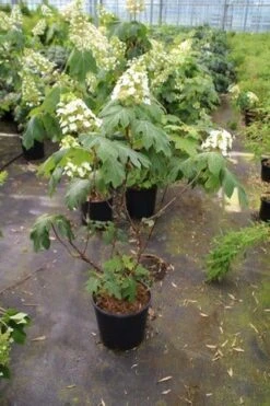 Eikenbladhortensia (Hydrangea Quercifolia) -AOS Hoera Winkel hydrangea quercifolia