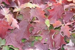 Eikenbladhortensia (Hydrangea Quercifolia) -AOS Hoera Winkel hydrangea quercifolia 1