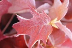 Eikenbladhortensia (Hydrangea Quercifolia) -AOS Hoera Winkel hydrangea quercifolia 2