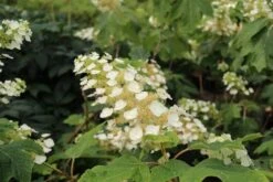 Eikenbladhortensia (Hydrangea Quercifolia) -AOS Hoera Winkel hydrangea quercifolia 2 1