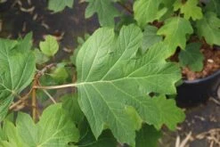 Eikenbladhortensia (Hydrangea Quercifolia) -AOS Hoera Winkel hydrangea quercifolia 4