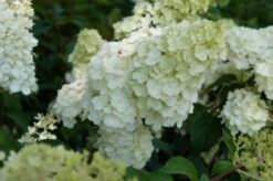 Pluimhortensia (Hydrangea Paniculata 'Sundae Fraise') -AOS Hoera Winkel hydrangea sundae fraise 02
