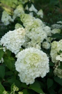 Pluimhortensia (Hydrangea Paniculata 'Sundae Fraise') -AOS Hoera Winkel hydrangea sundae fraise 03