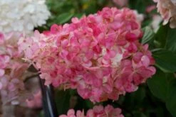 Pluimhortensia (Hydrangea Paniculata 'Sundae Fraise') -AOS Hoera Winkel hydrangea sundae fraise 03 middel