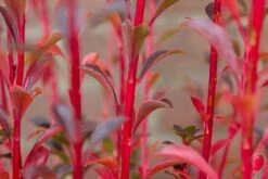 Pronkklokje (Enkianthus Campanulatus) -AOS Hoera Winkel img 1495