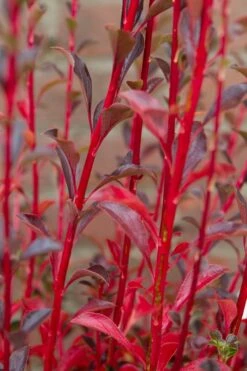 Pronkklokje (Enkianthus Campanulatus) -AOS Hoera Winkel img 1496