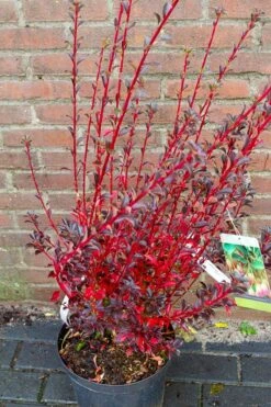 Pronkklokje (Enkianthus Campanulatus) -AOS Hoera Winkel img 1497