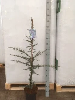 Atlasceder (Cedrus Libani 'Glauca') 17 Atlasceder (Cedrus Libani 'Glauca') -AOS Hoera Winkel img 1752 002