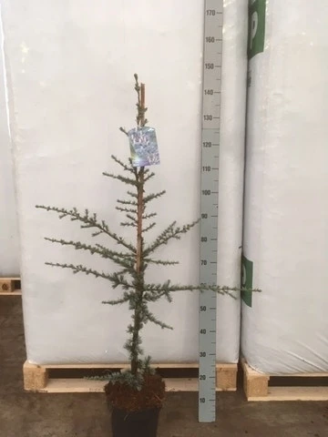 Atlasceder (Cedrus Libani 'Glauca') 8 Atlasceder (Cedrus Libani 'Glauca') - Afbeelding 8