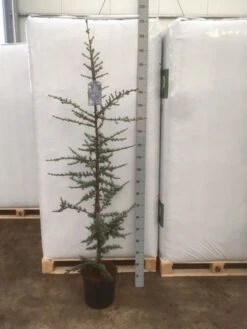 Atlasceder (Cedrus Libani 'Glauca') 18 Atlasceder (Cedrus Libani 'Glauca') -AOS Hoera Winkel img 1753
