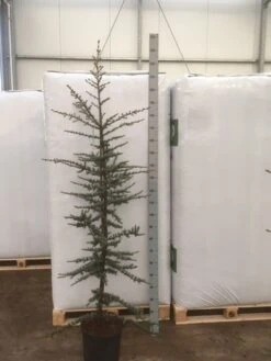 Atlasceder (Cedrus Libani 'Glauca') 16 Atlasceder (Cedrus Libani 'Glauca') -AOS Hoera Winkel img 1754