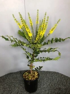 Mahoniestruik (Mahonia Media 'Winter Sun') -AOS Hoera Winkel img 2655 1