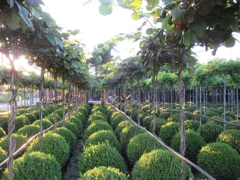 Kiwiplant Als Dakboom (Actinidia Chinensis) 4 Kiwiplant Als Dakboom (Actinidia Chinensis) - Afbeelding 4