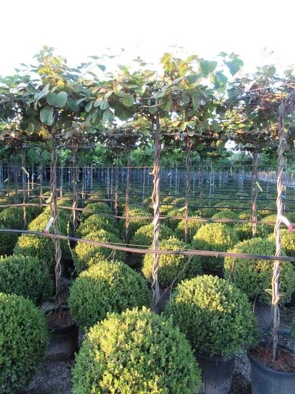 Kiwiplant Als Dakboom (Actinidia Chinensis) 5 Kiwiplant Als Dakboom (Actinidia Chinensis) - Afbeelding 5