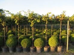 Kiwiplant Als Dakboom (Actinidia Chinensis) 11 Kiwiplant Als Dakboom (Actinidia Chinensis) -AOS Hoera Winkel img 4342