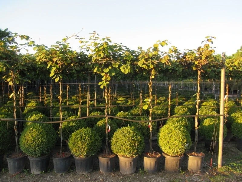 Kiwiplant Als Dakboom (Actinidia Chinensis) 6 Kiwiplant Als Dakboom (Actinidia Chinensis) - Afbeelding 6