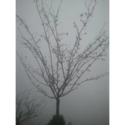 Roze Winterkers (Prunus Subhirtella 'Autumnalis Rosea') -AOS Hoera Winkel japanse sierkers prunus subhirtella autumnalis 33511 1d1