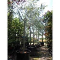 Roze Winterkers (Prunus Subhirtella 'Autumnalis Rosea') -AOS Hoera Winkel japanse sierkers prunus subhirtella autumnalis 33511 cb4