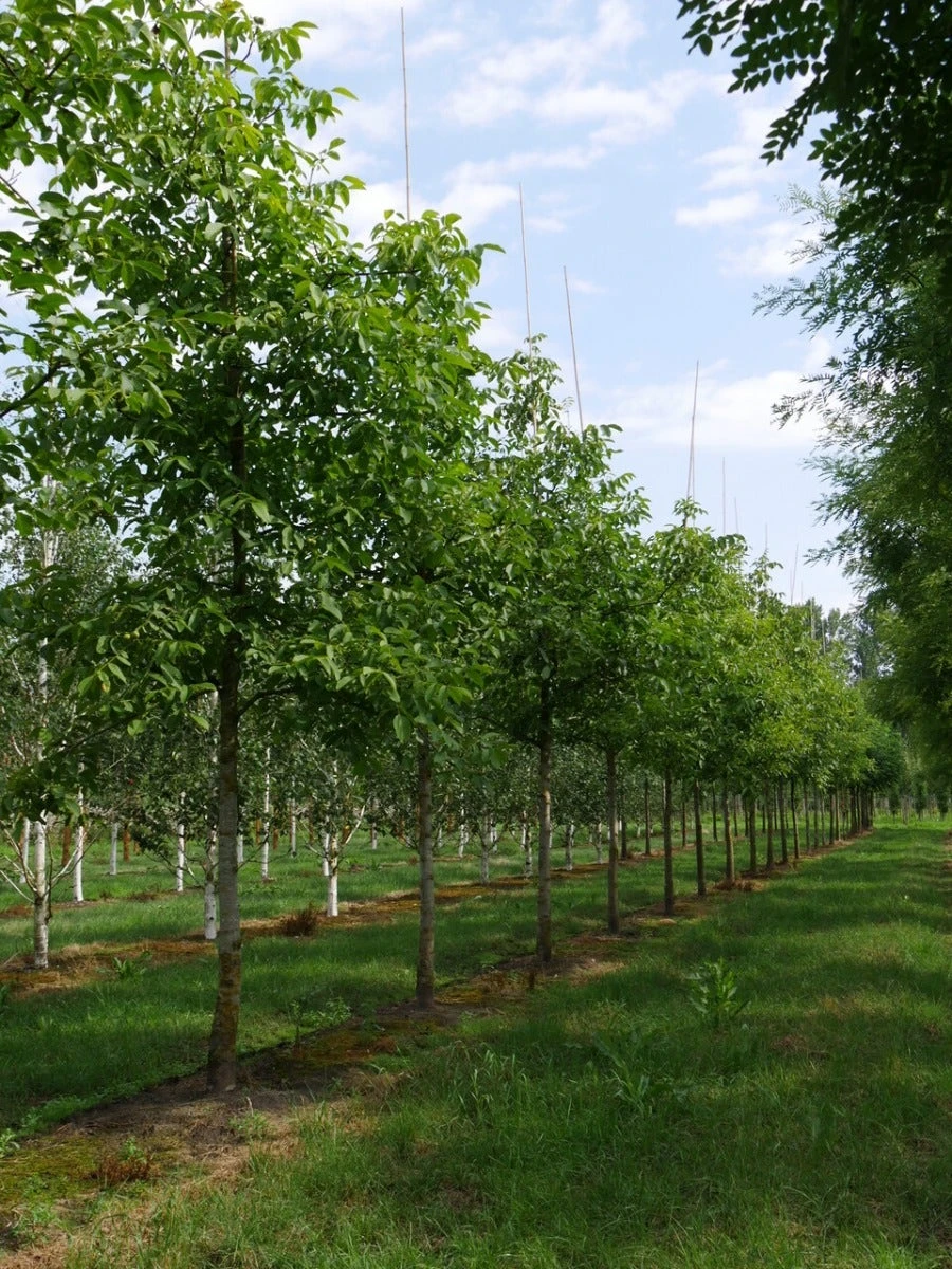 Grote Walnoot (Juglans Regia) 6 Grote Walnoot (Juglans Regia) - Afbeelding 6