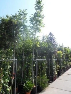 Walnotenboom (Juglans Regia) 9 Walnotenboom (Juglans Regia) -AOS Hoera Winkel juglans regia 10 12 14ho cont